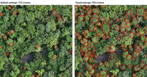 Ecological restoration toolkit: Mapping tree species from drone imagery